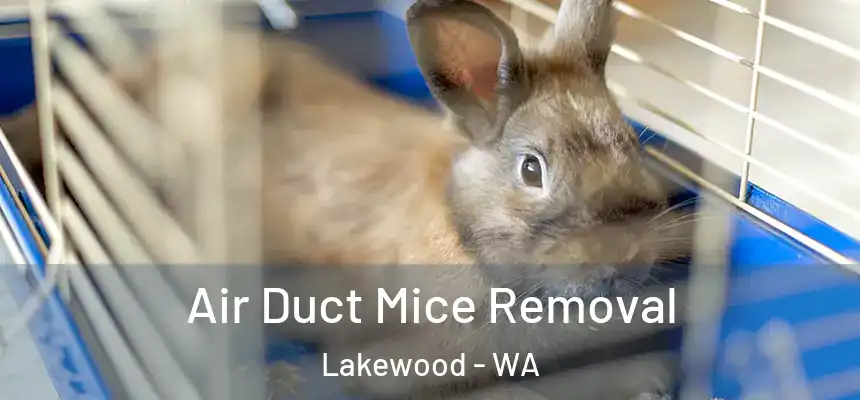  Air Duct Mice Removal Lakewood - WA