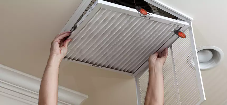Our Insect Removal from Air Ducts Services in Lakewood, WA
